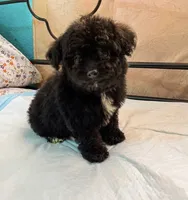 Nikki, a female Maltipoo for sale in Santa Ana, CA – 2 of 3