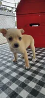 Coco, a male Chihuahua for sale in Santa Ana, CA – 4 of 4