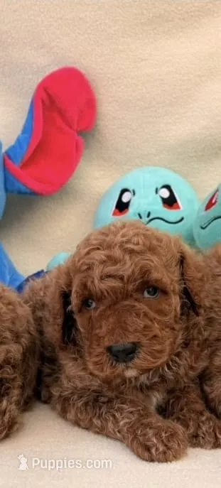 Nicky – Poodle - Toy  puppy for sale in Santa Ana, CA