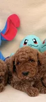 Nicky, a male Poodle - Toy  for sale in Santa Ana, CA – 1 of 1