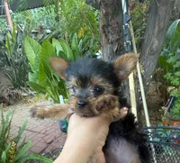 Tea cup Honey, a female Yorkshire Terrier for sale in Santa Ana, CA – 2 of 3