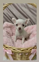 Little Cookie, a female Chihuahua for sale in Santa Ana, CA – Photo 2 of 2