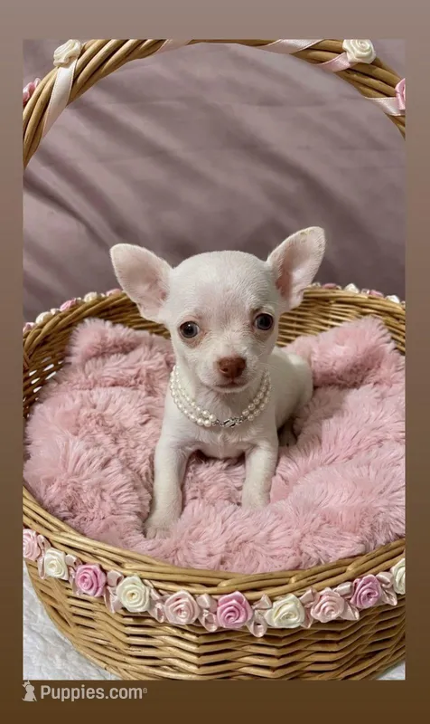 Little Cookie – Chihuahua puppy for sale in Santa Ana, CA