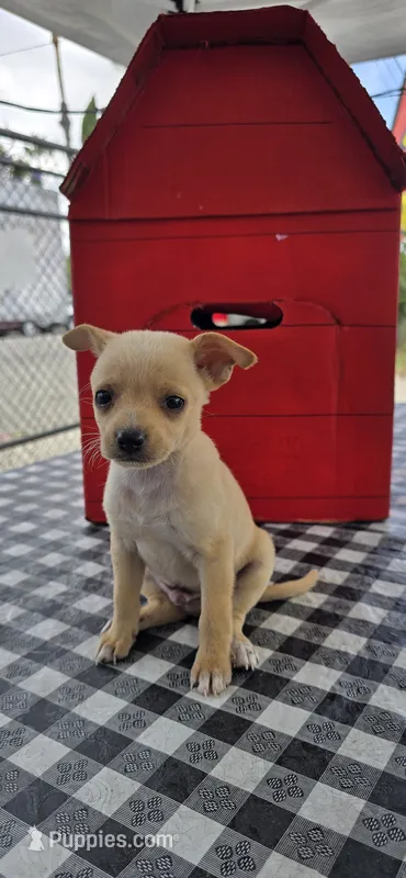 Coco – Chihuahua puppy for sale in Santa Ana, CA