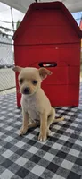 Coco, a male Chihuahua for sale in Santa Ana, CA – 1 of 4