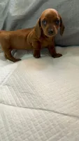 Honey, a female Miniature Dachshund for sale in Santa Ana, CA – 3 of 4