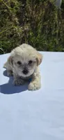 Teddy, a male Maltipoo and Yorkshire Terrier for sale in Santa Ana, CA – 3 of 5