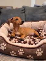 Chucky, a male Dachshund for sale in Santa Ana, CA – 3 of 3