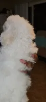 Mochi, a male Maltipoo for sale in Santa Ana, CA – 2 of 2