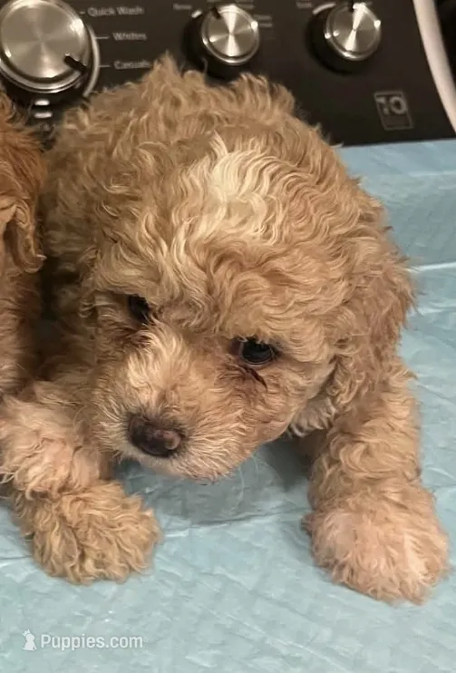 Sugar Bear – Maltipoo puppy for sale in Santa Ana, CA