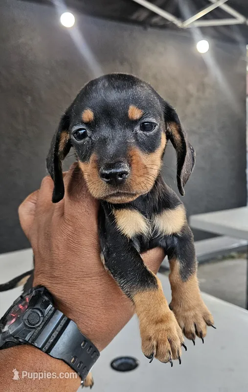 Sasha – Miniature Dachshund puppy for sale in Santa Ana, CA