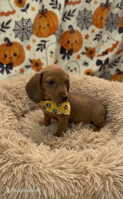 Cameron  – Dachshund puppy for sale in Santa Ana, CA