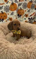 Cameron , a male Dachshund for sale in Santa Ana, CA – 1 of 2