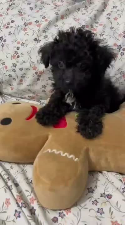 Nikki, a female Maltipoo for sale in Santa Ana, CA – 3 of 3
