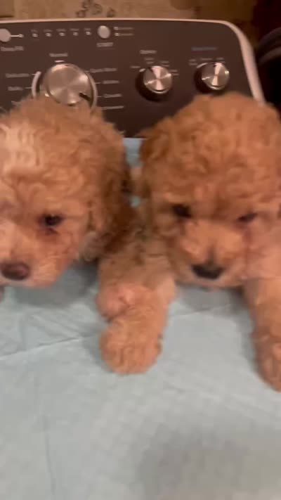 Sugar Bear, a male Maltipoo for sale in Santa Ana, CA – 2 of 2