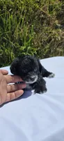 Pepe, a male Maltipoo and Yorkshire Terrier for sale in Santa Ana, CA – 3 of 3