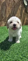 Sasha, a female Maltipoo for sale in Santa Ana, CA – 3 of 4
