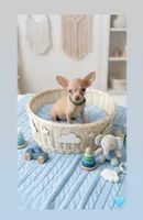 Lance, a male Chihuahua for sale in Santa Ana, CA – 1 of 1