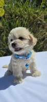 Teddy, a male Maltipoo and Yorkshire Terrier for sale in Santa Ana, CA – 5 of 5