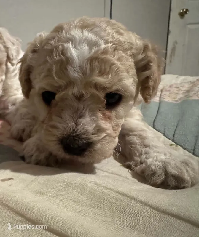 Coco – Maltipoo puppy for sale in Santa Ana, CA