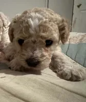 Coco, a female Maltipoo for sale in Santa Ana, CA – 1 of 1