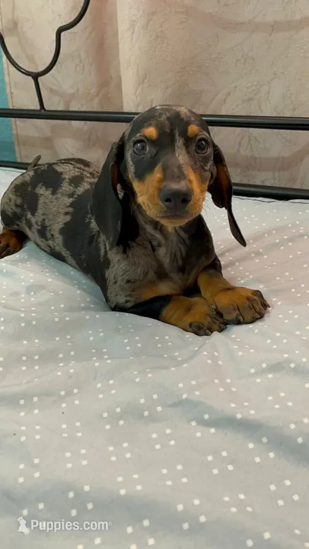Champ – Dachshund puppy for sale in Santa Ana, CA