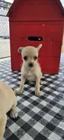 Lila , a female Chihuahua for sale in Santa Ana, CA – 4 of 5