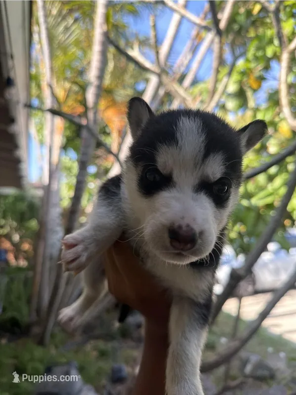 Fifi – Alaskan Husky puppy for sale in Santa Ana, CA