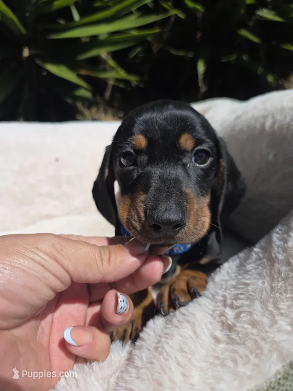 Peewee – Dachshund puppy for sale in Santa Ana, CA