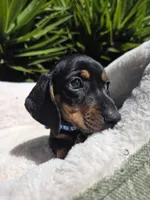 Peewee, a male Dachshund for sale in Santa Ana, CA – Photo 2 of 2