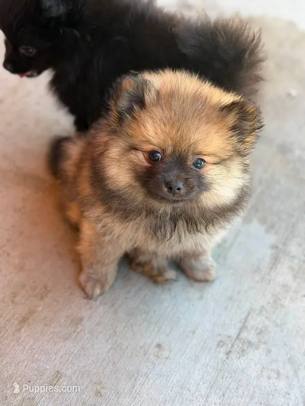 Sugar Bear – Pomeranian puppy for sale in Santa Ana, CA