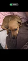 Laddy, a male Dachshund for sale in Santa Ana, CA – 3 of 4