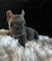 Honey , a female French Bulldog for sale in Santa Ana, CA – 2 of 2