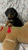 Mimi, a female Miniature Dachshund for sale in Santa Ana, CA – 2 of 3