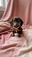 Mimi , a female Miniature Dachshund for sale in Santa Ana, CA – 2 of 3