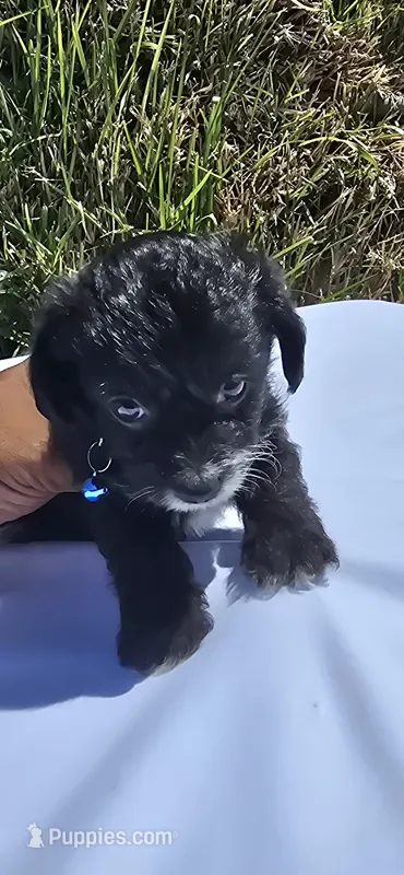 Pepe – Maltipoo, Yorkshire Terrier puppy for sale in Santa Ana, CA