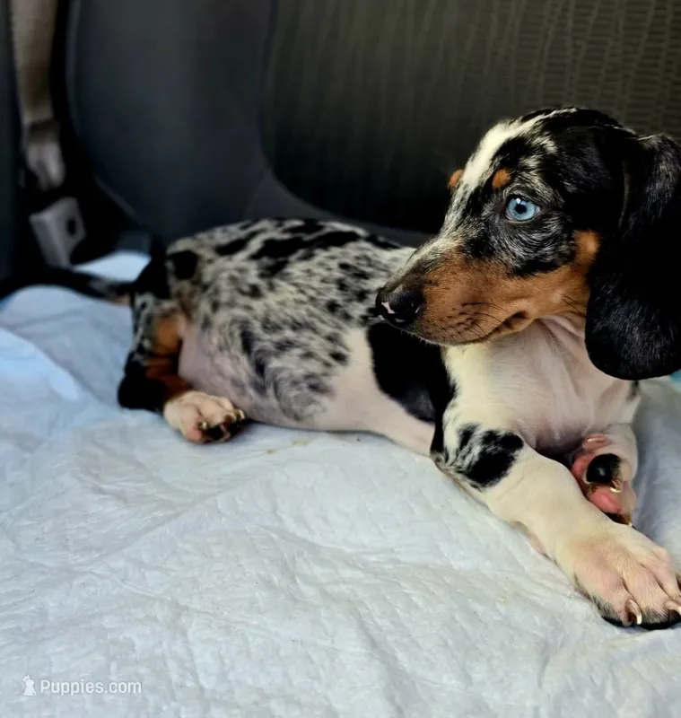 Cysco  – Dachshund puppy for sale in Santa Ana, CA