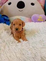 Teddy, a male Maltipoo for sale in Santa Ana, CA – Photo 1 of 2