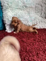 Teddy, a male Maltipoo for sale in Santa Ana, CA – Photo 2 of 2