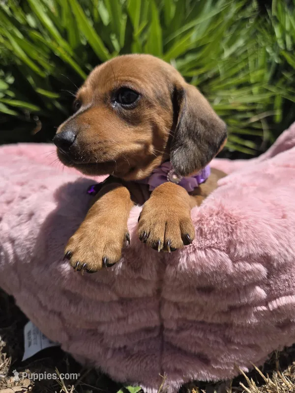 Lola – Dachshund puppy for sale in Santa Ana, CA