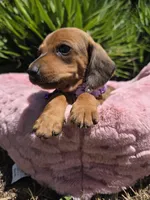 Lola, a female Dachshund for sale in Santa Ana, CA – Photo 1 of 2