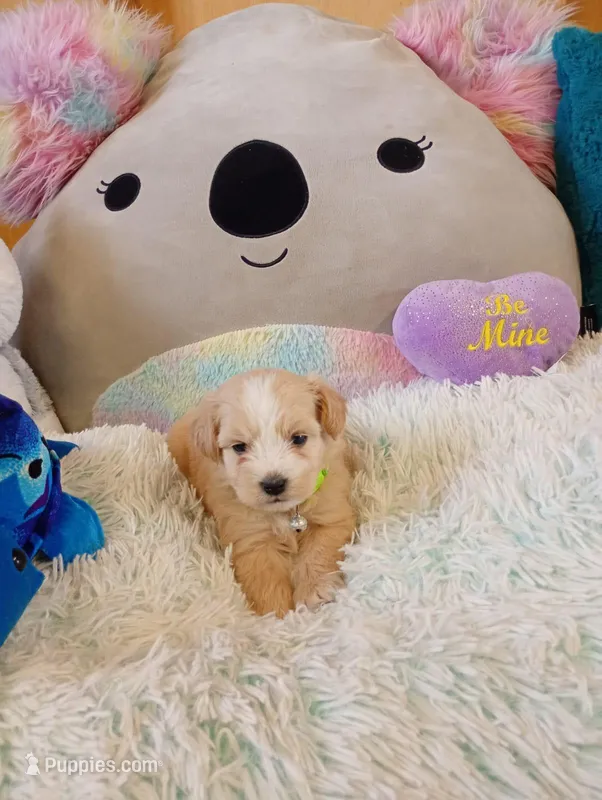 Sasha – Maltipoo puppy for sale in Santa Ana, CA