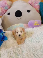 Sasha, a female Maltipoo for sale in Santa Ana, CA – Photo 1 of 2