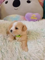 Sasha, a female Maltipoo for sale in Santa Ana, CA – Photo 2 of 2