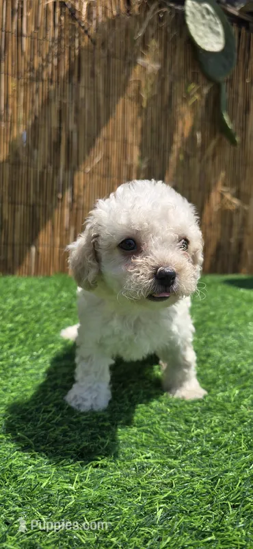 Sasha – Maltipoo puppy for sale in Santa Ana, CA