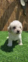Sasha, a female Maltipoo for sale in Santa Ana, CA – 1 of 4