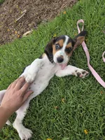 Lady , a female Basset Hound for sale in Santa Ana, CA – 4 of 5