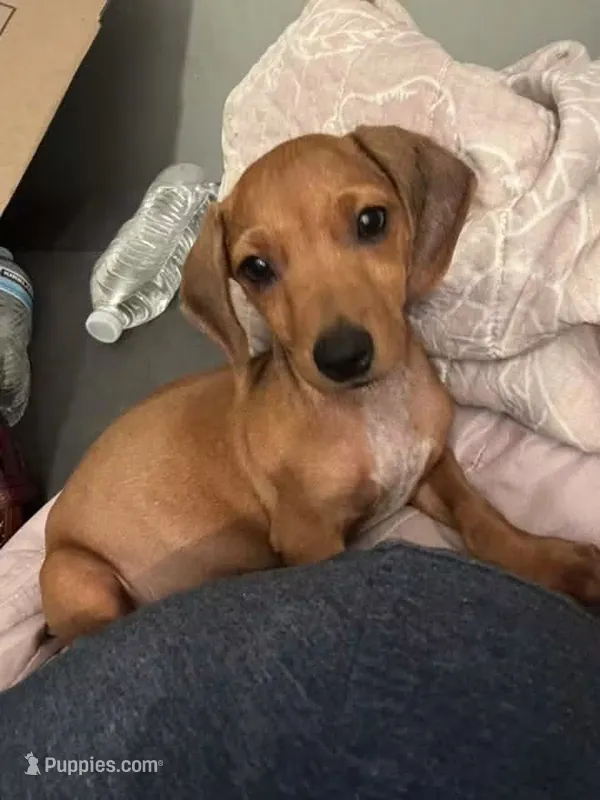 Laddy – Dachshund puppy for sale in Santa Ana, CA