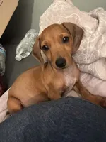 Laddy, a male Dachshund for sale in Santa Ana, CA – 1 of 4