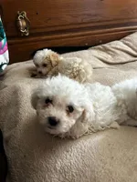 Baby, a female Maltipoo for sale in Santa Ana, CA – 2 of 3